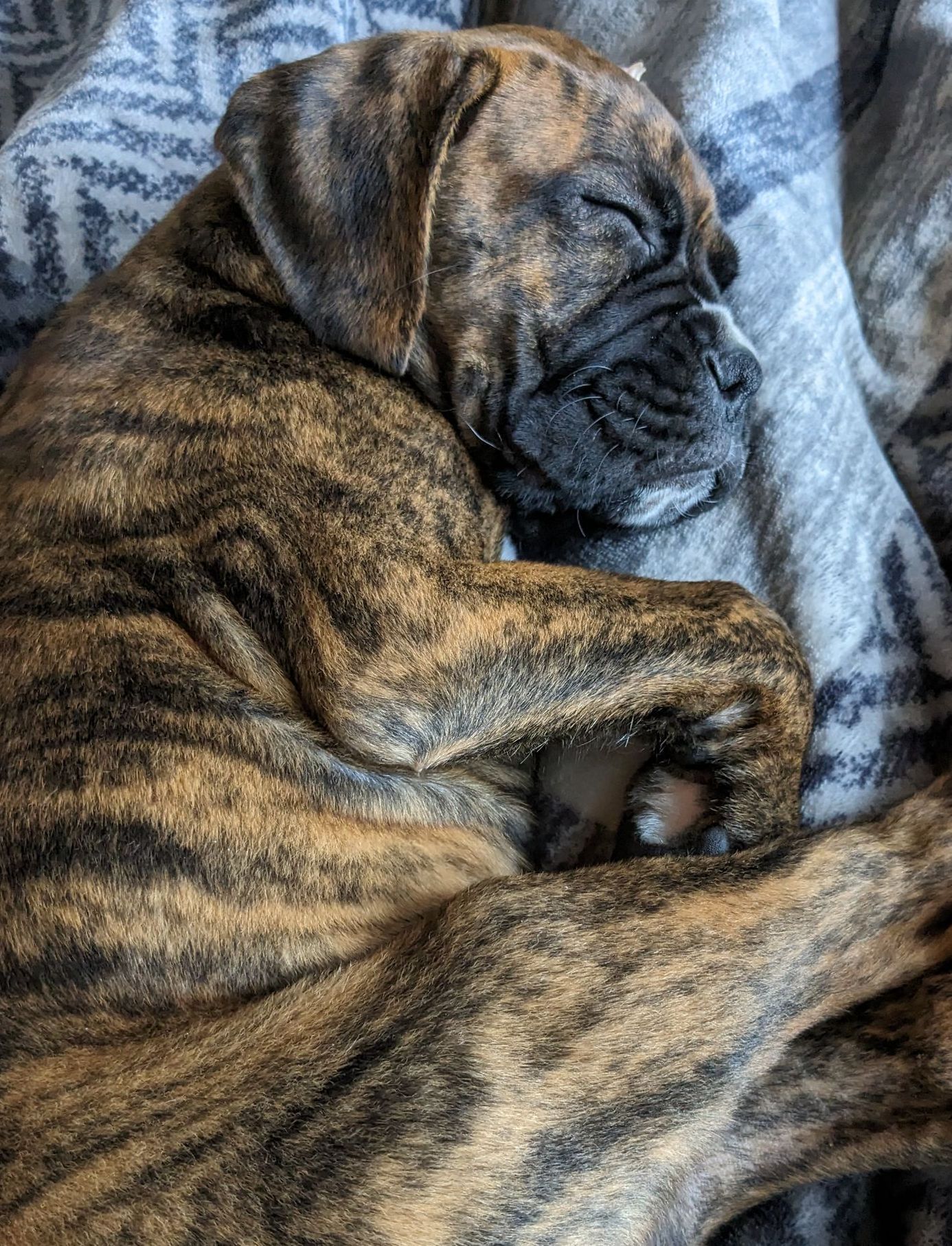 A bridle boxer sleeping on a blanket