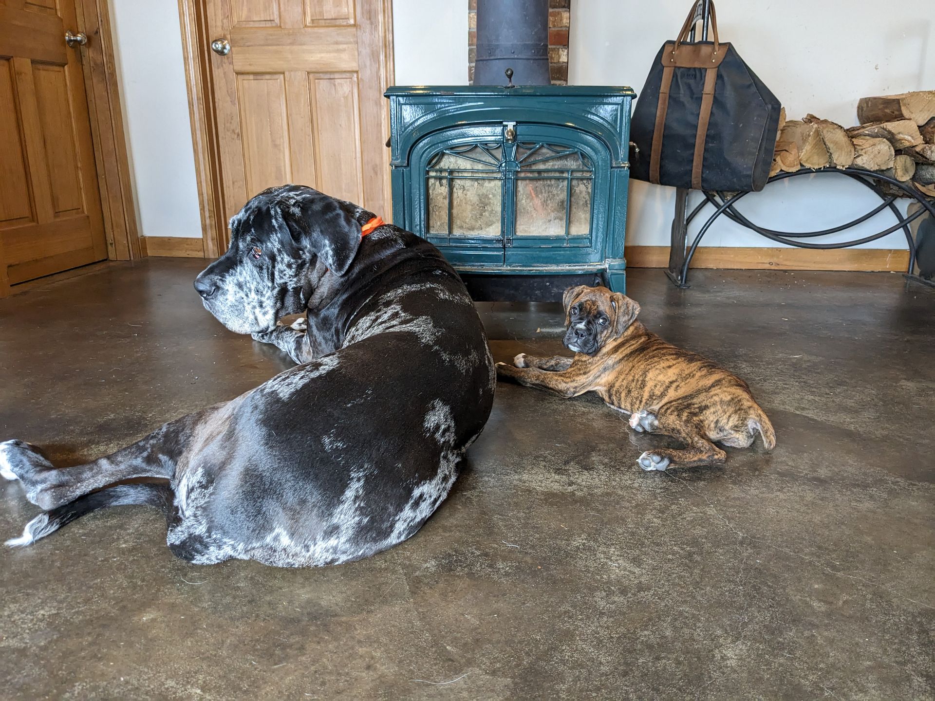 Stryker the difficult Great Dane/English Mastiff and Kiah the brindle Boxer puppy relaxing by a wood stove.