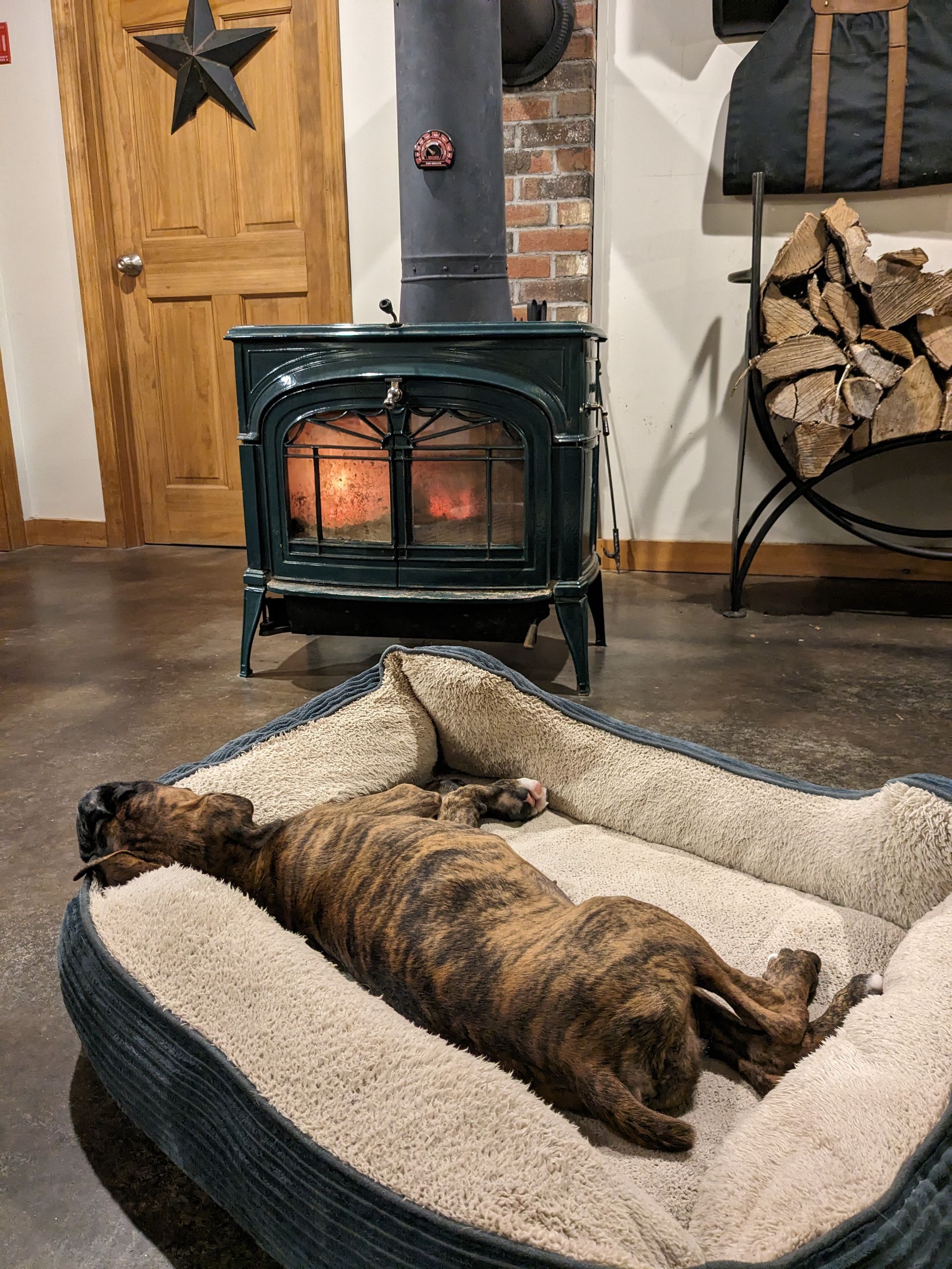 Kiah the brindle boxer puppy sleeping in her dog bed by the wood stove. 