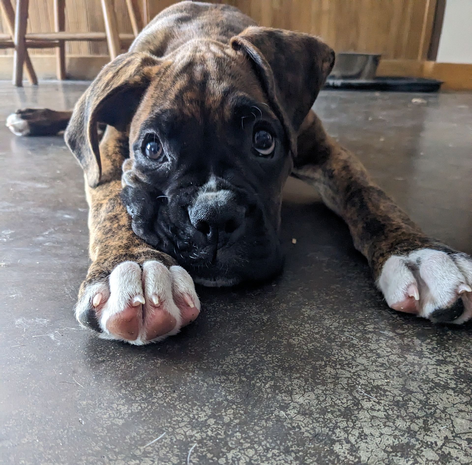 Kiah the boxer puppy laying on the floor with her head between her outstretched paws.