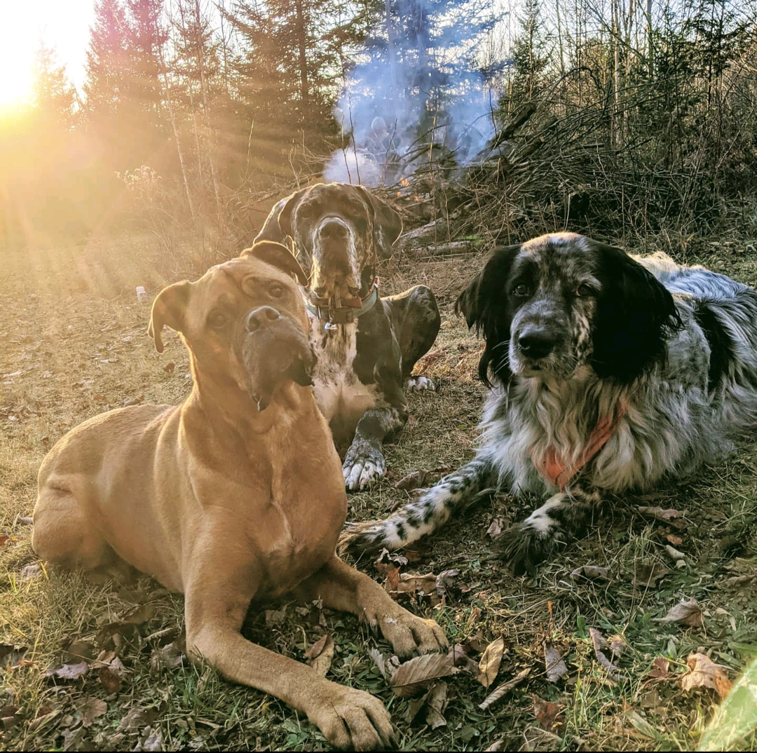 3 dogs laying on the ground in the woods with the sun shinning on them