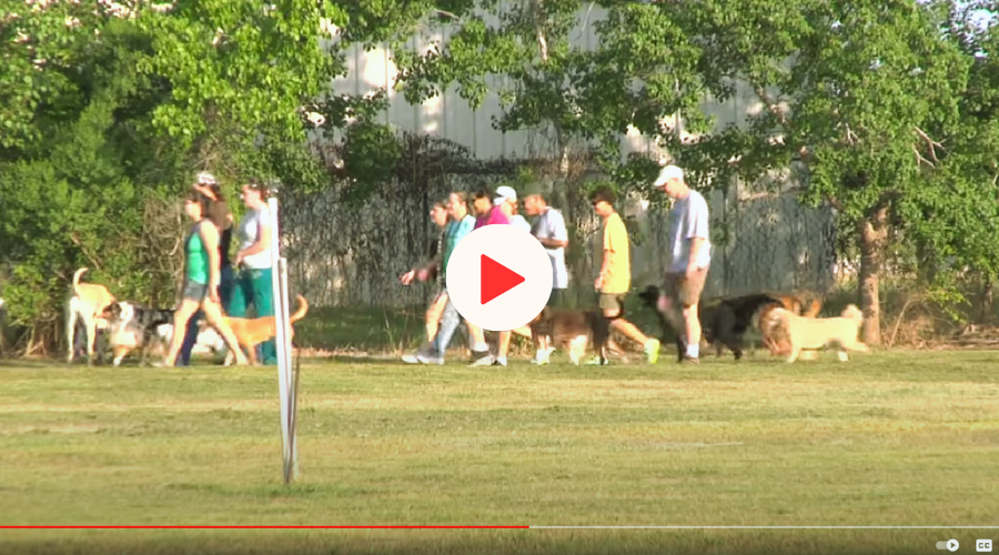 Video About Transform My Dog