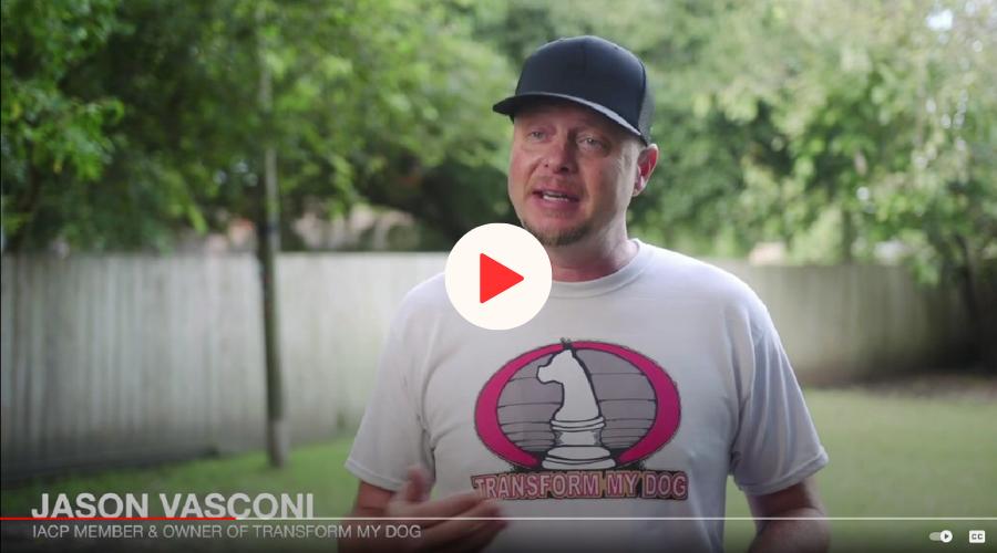 About Transform My Dog