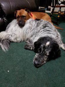 Two dogs laying together napping inside