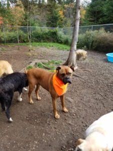 A brown boxer standing outside with other dogs