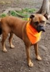 A brown dog standing outside wearing a orange handkerchief