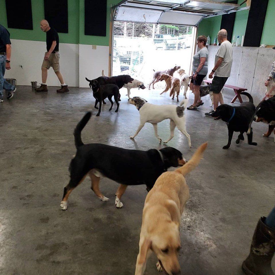 Sunday Leash walking class, owners walking with their dogs