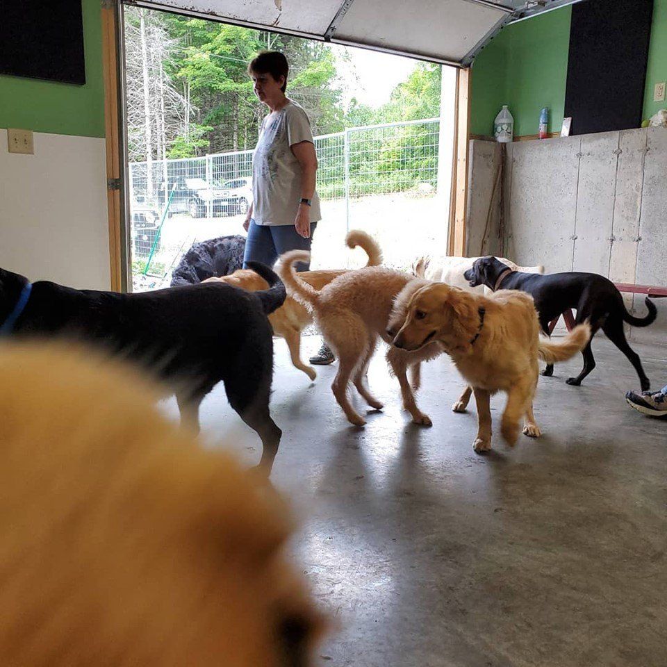 Dogs playing together inside