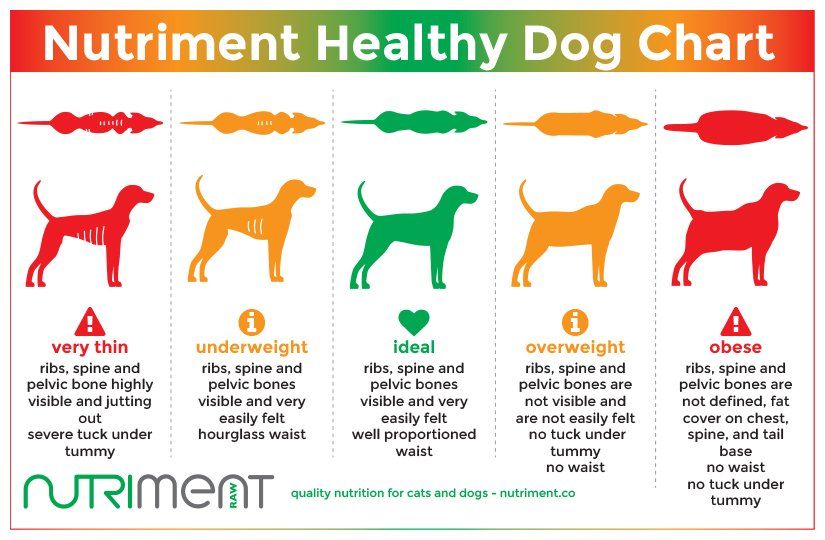 Nutriment Healthy Dog Chart