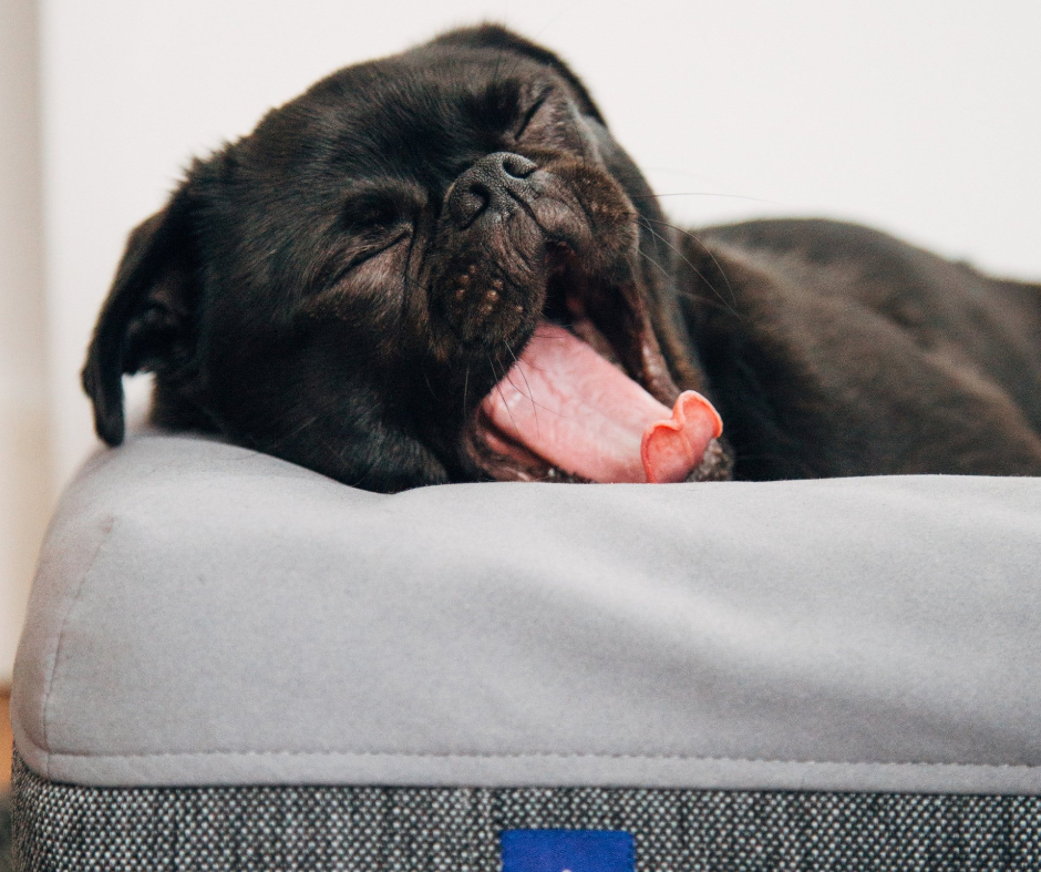 A pug laying down and yawning on a gray doggy bed
