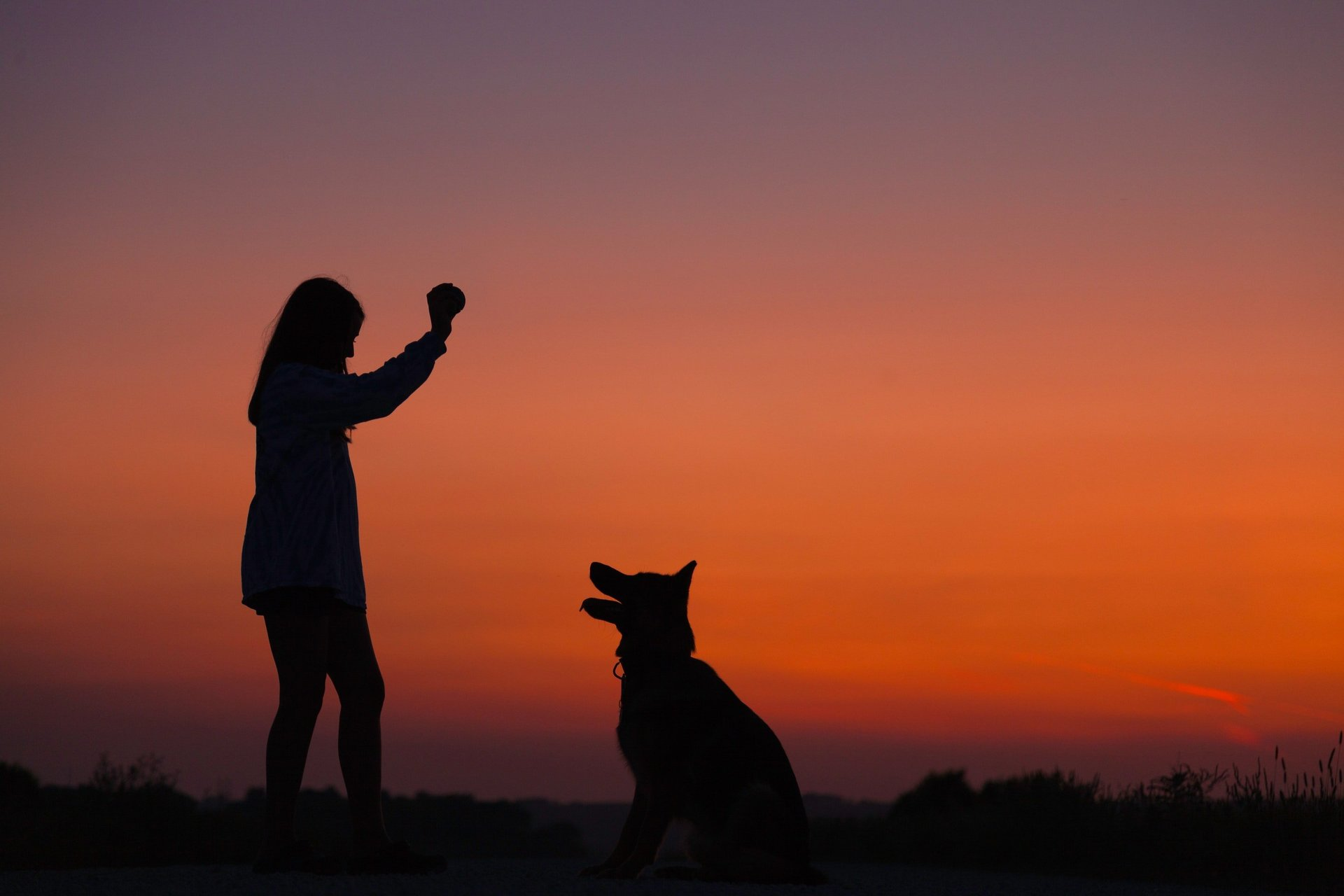 The siluette of a girl holding up a ball in front of her sitting dog against a purple and red sunset