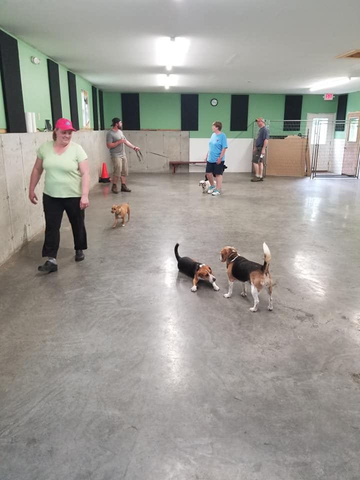 2 dogs playing while their humans and others watch and mingle.