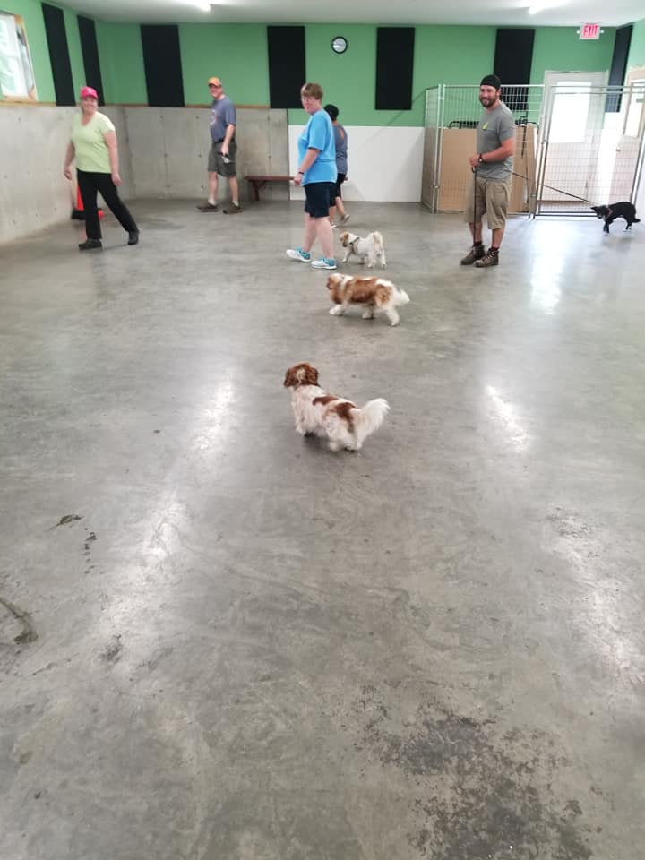 Sunday leash walking class with a group of dogs and humans