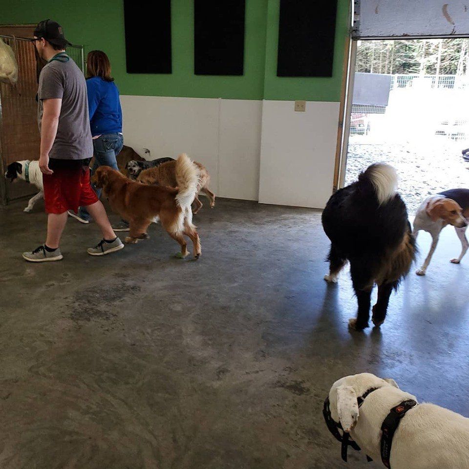 Many dogs and humans during Sunday Leash walking class.