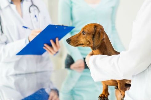 tre dottori prendono appunti su un cagnolino tenuto in braccio da uno dei tre