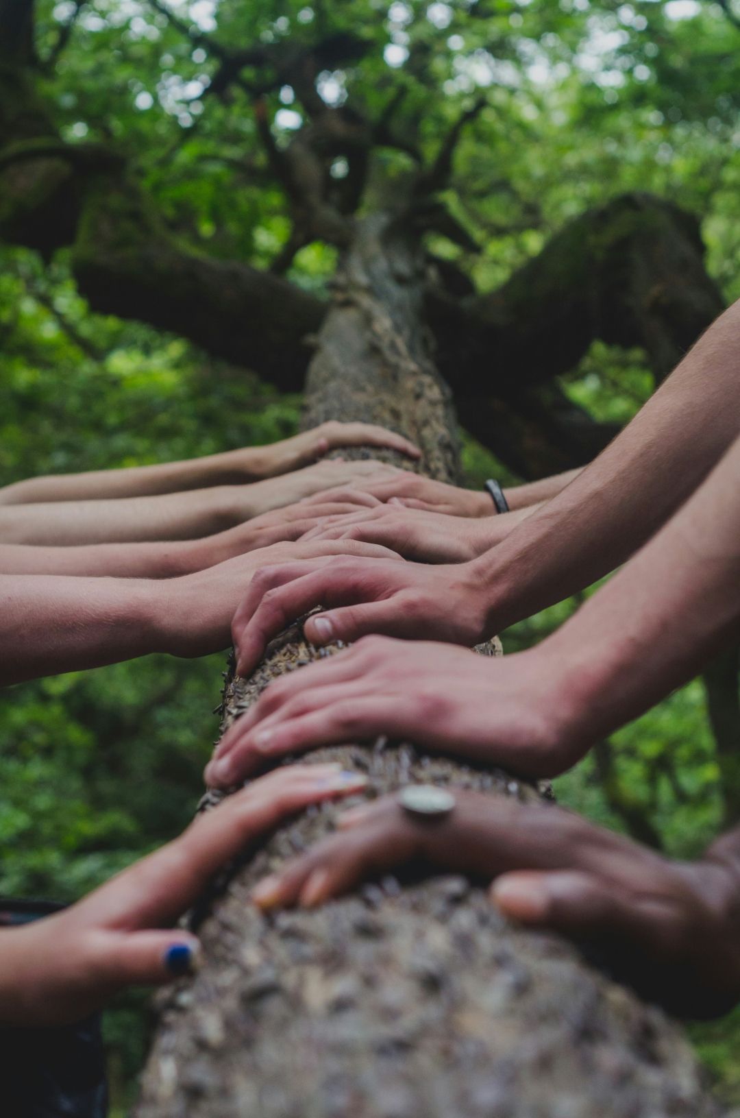 Hands of diverse people clasp a tree trunk in a forest.