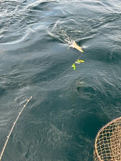 A fish is being caught in a net in the ocean.