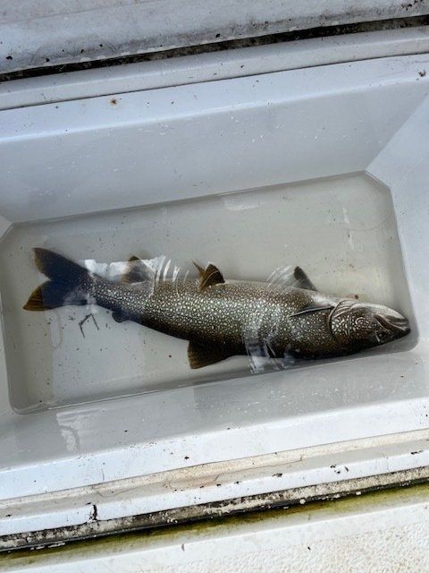 A fish is laying in a cooler filled with water