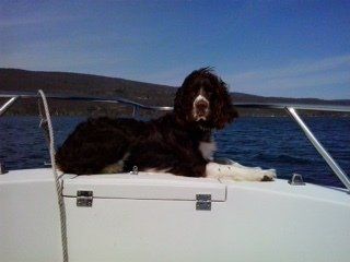 A black and white dog is laying on a boat in the water