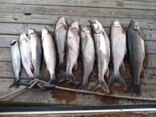 A bunch of fish are lined up on a wooden surface