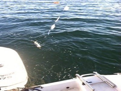 A boat with the word suzuki on the side of it