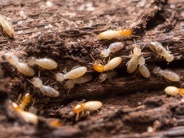 Termites in Wood — Natraspray in Coffs Harbour, NSW