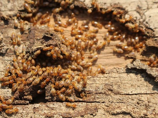Termites — Natraspray in Coffs Harbour, NSW