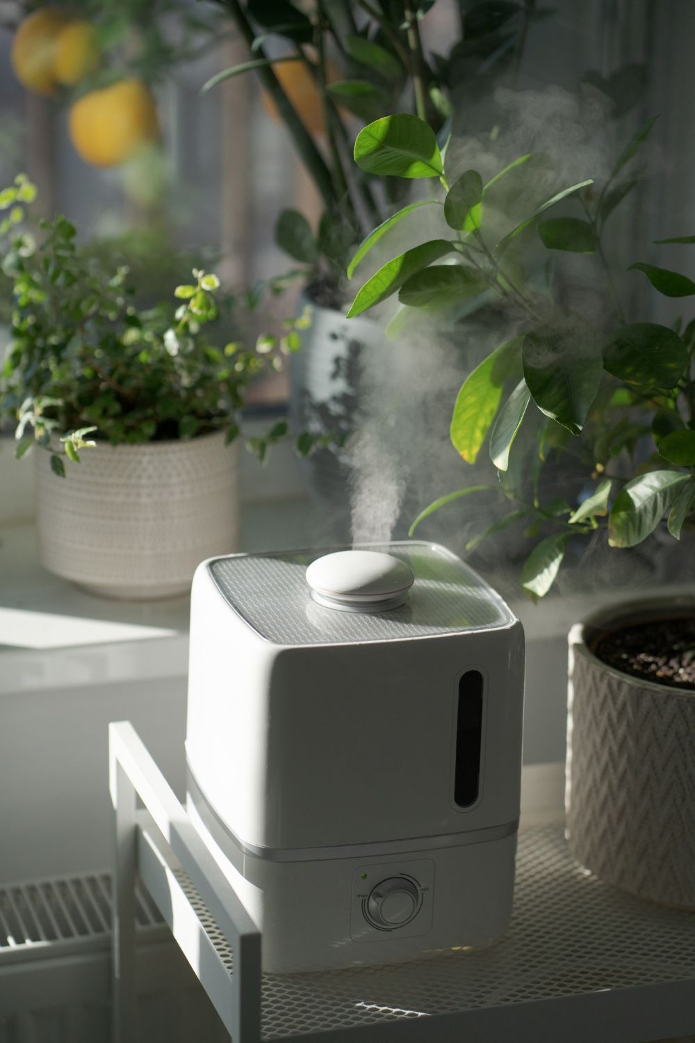 Humidifier on a windowsill with plants; mist rising.