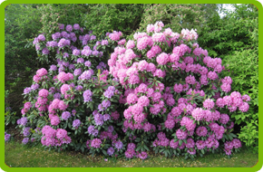 Rhodo3