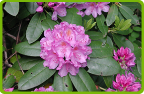 Rhodo1