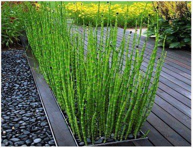 Horsetail