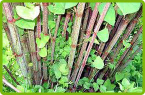 Japanese Knotweed plant