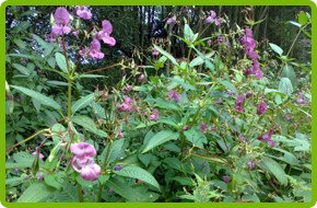 Himalayan Balsam plant