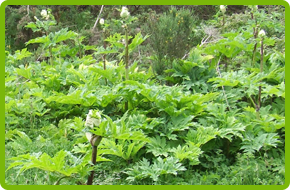 Giant Hogweed bush