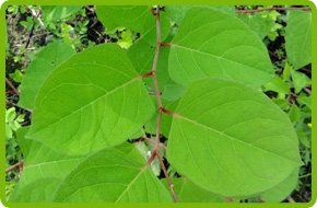 Japanede Knotweed leaves