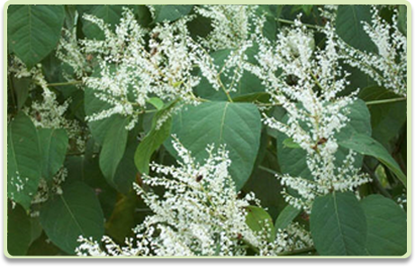 Japanede Knotweed plant