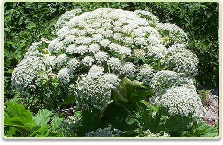 Giant Hogweed bush