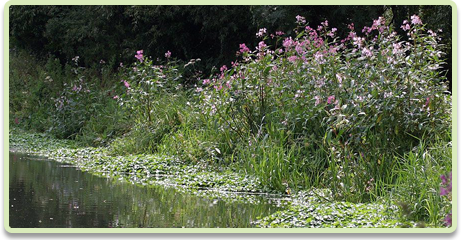 Himalayan Balsam plant