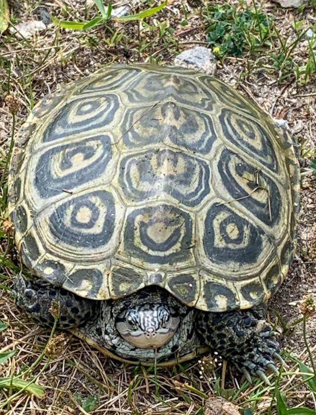A tortoise with a patterned shell sits on dry grass. Its head is visible, and eyes are open.