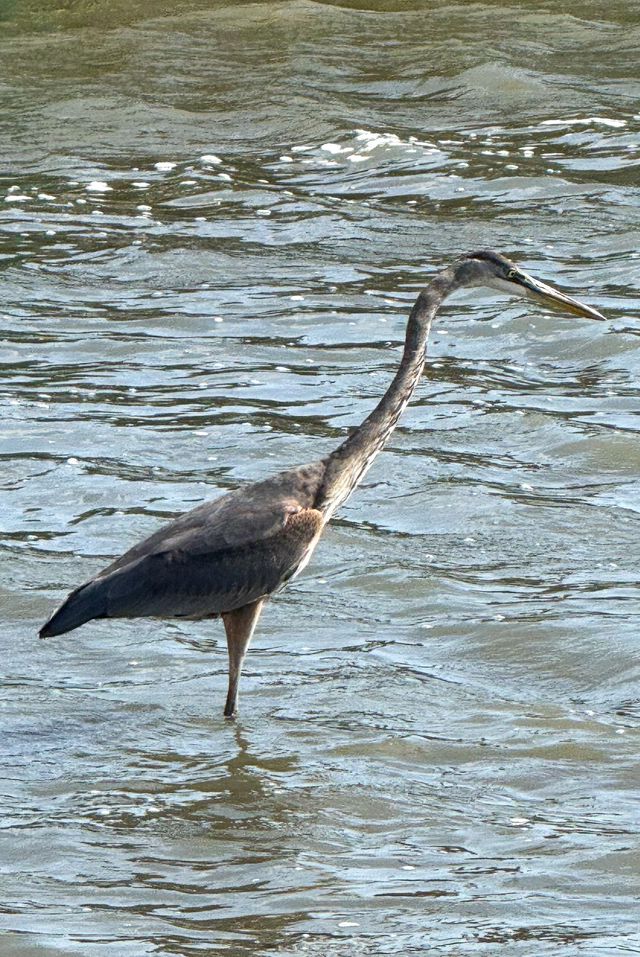 Great blue heron wading in water, searching for prey.