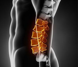 representation of human spinal section