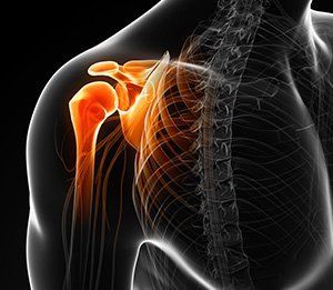 representation of human shoulder section