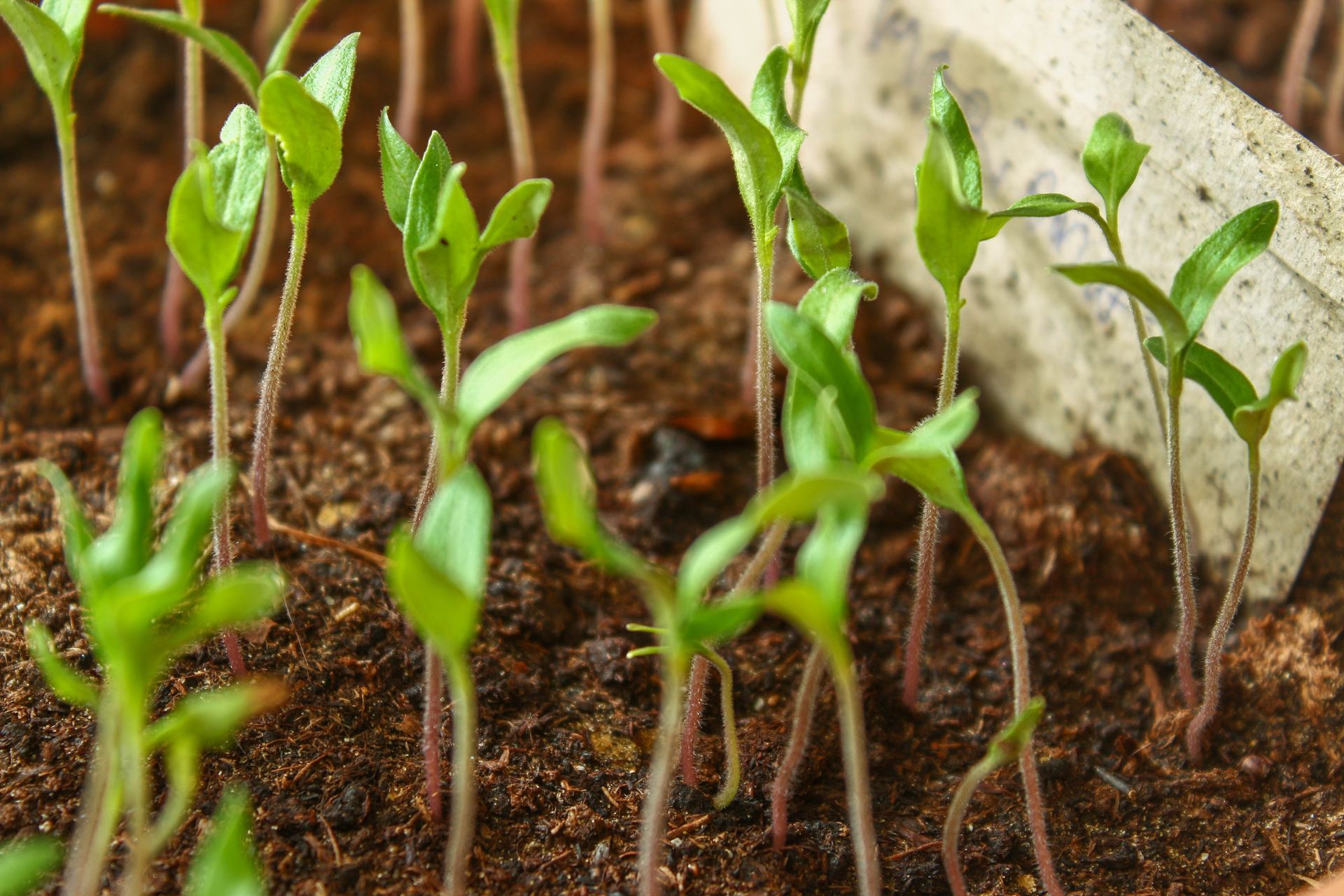 Close-up view of vibrant green plant sprouts emerging from rich soil, showcasing the beauty of nature's growth and renewal.