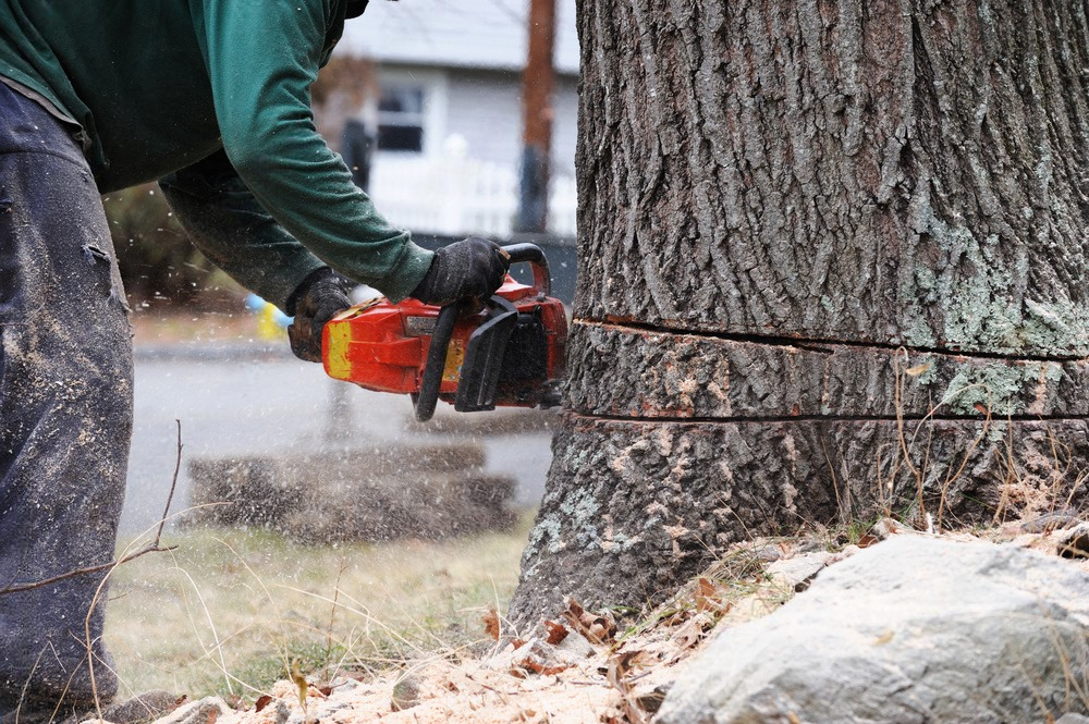 a man is using a red chainsaw to cut a tree