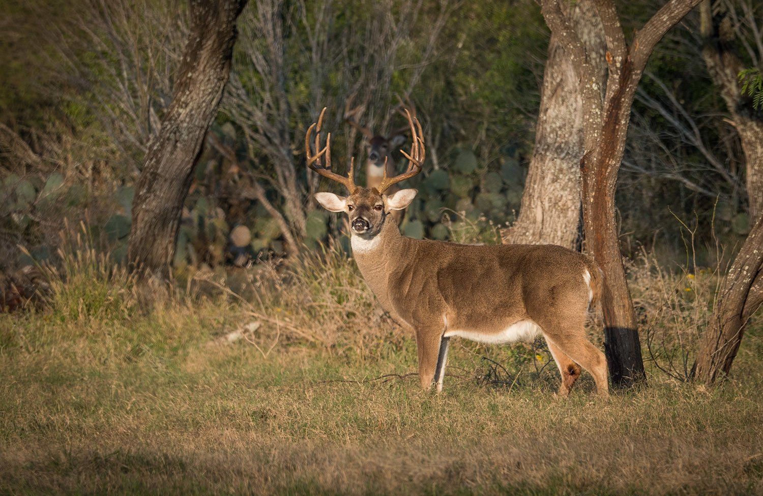 hunting trip south texas