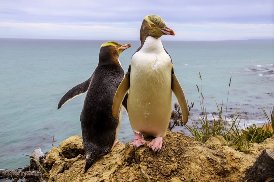 Two penguins are standing on a rock near the ocean.