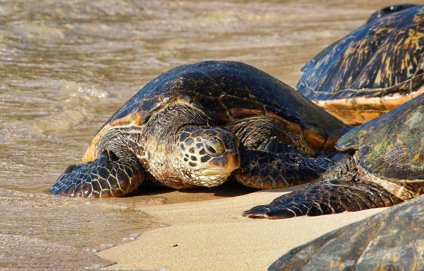 turtle