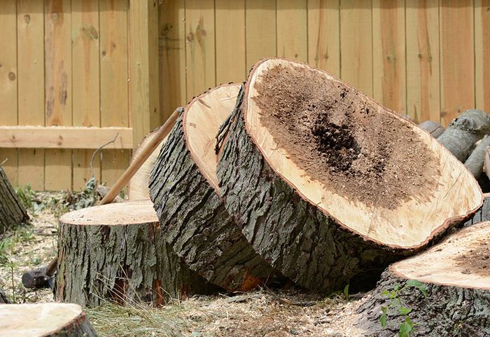 Removing Tree — Williamson, GA — Middle GA Hauling & Landscaping LLC