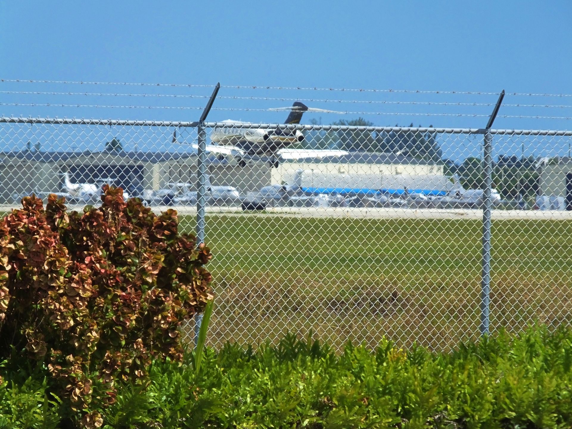 Airplane taking off behind a chain-link fence at an airport, with a red bush in the foreground.