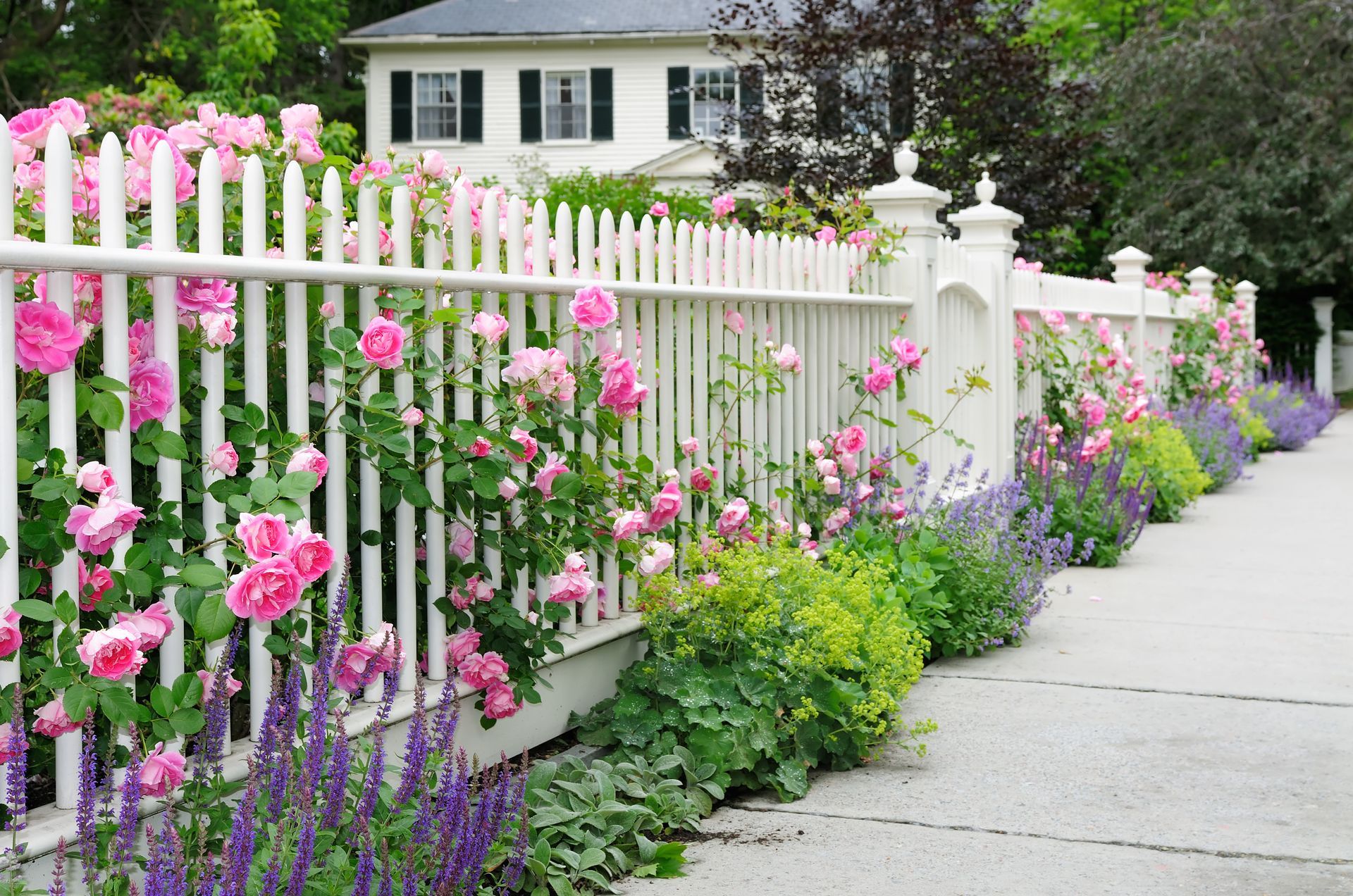 White picket fence overflowing with pink roses and other flowers, beside a sidewalk and a white house.